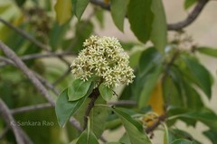 Pittosporum neelgherrense